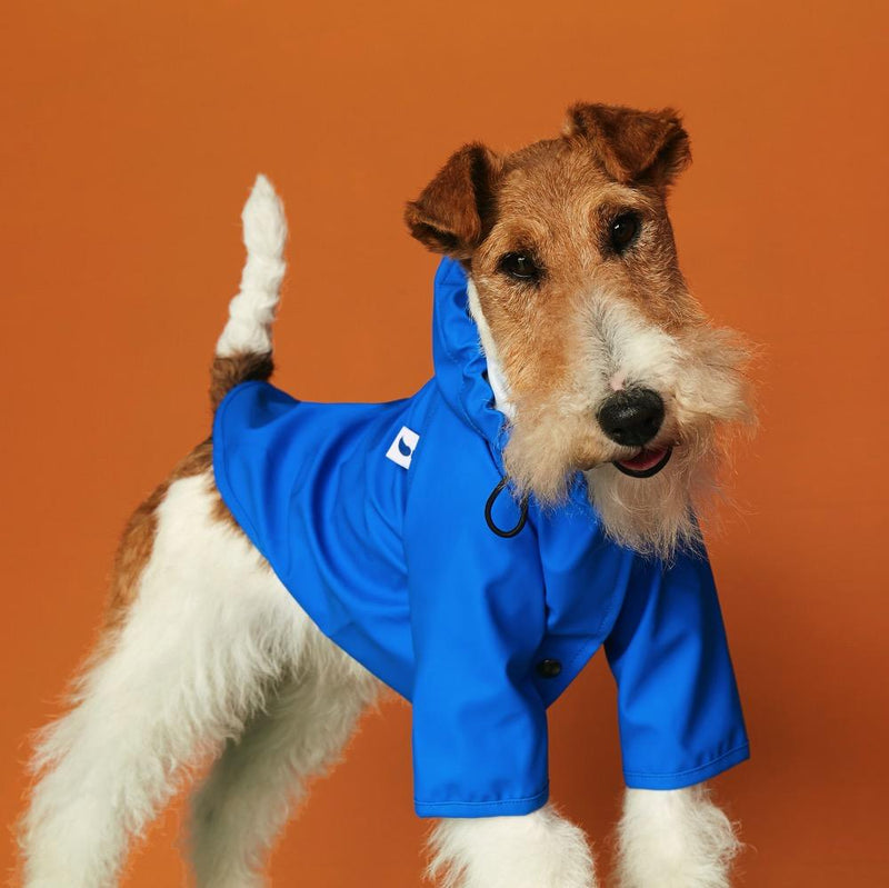 Wire fox terrier in a bright blue hooded dog raincoat against an orange backdrop