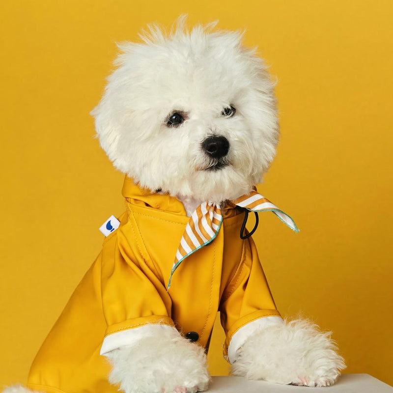 White bichon frise in a yellow hooded dog raincoat against a yellow backdrop