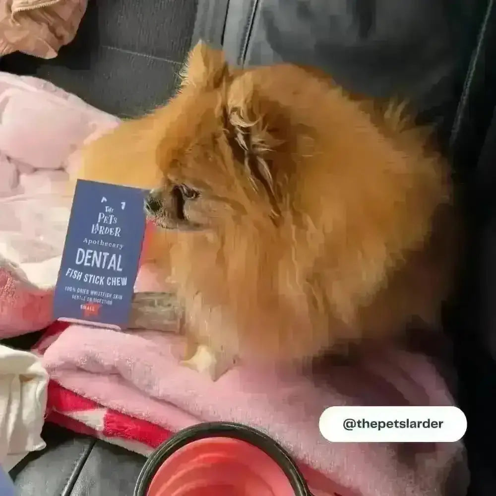 Fluffy ginger Pomeranian lying on a pink blanket beside a fish stick chew
