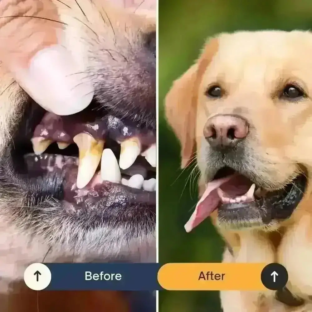Before and after comparison of a dog's teeth with a golden retriever