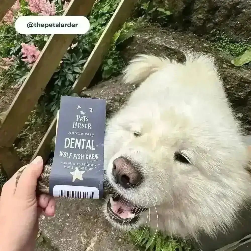 White fluffy dog in a garden next to a Pets Larder wolf fish chew held by hand