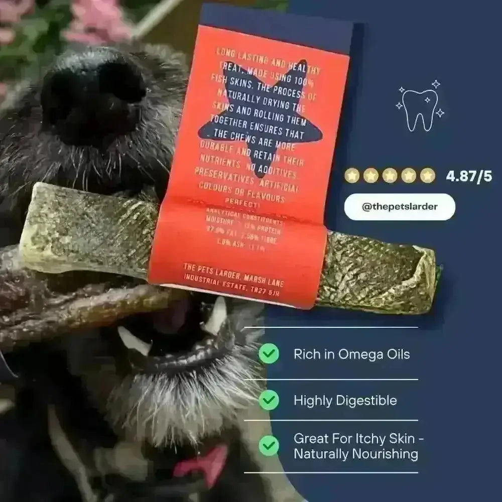 Grey terrier holding a rolled fish skin chew in its mouth