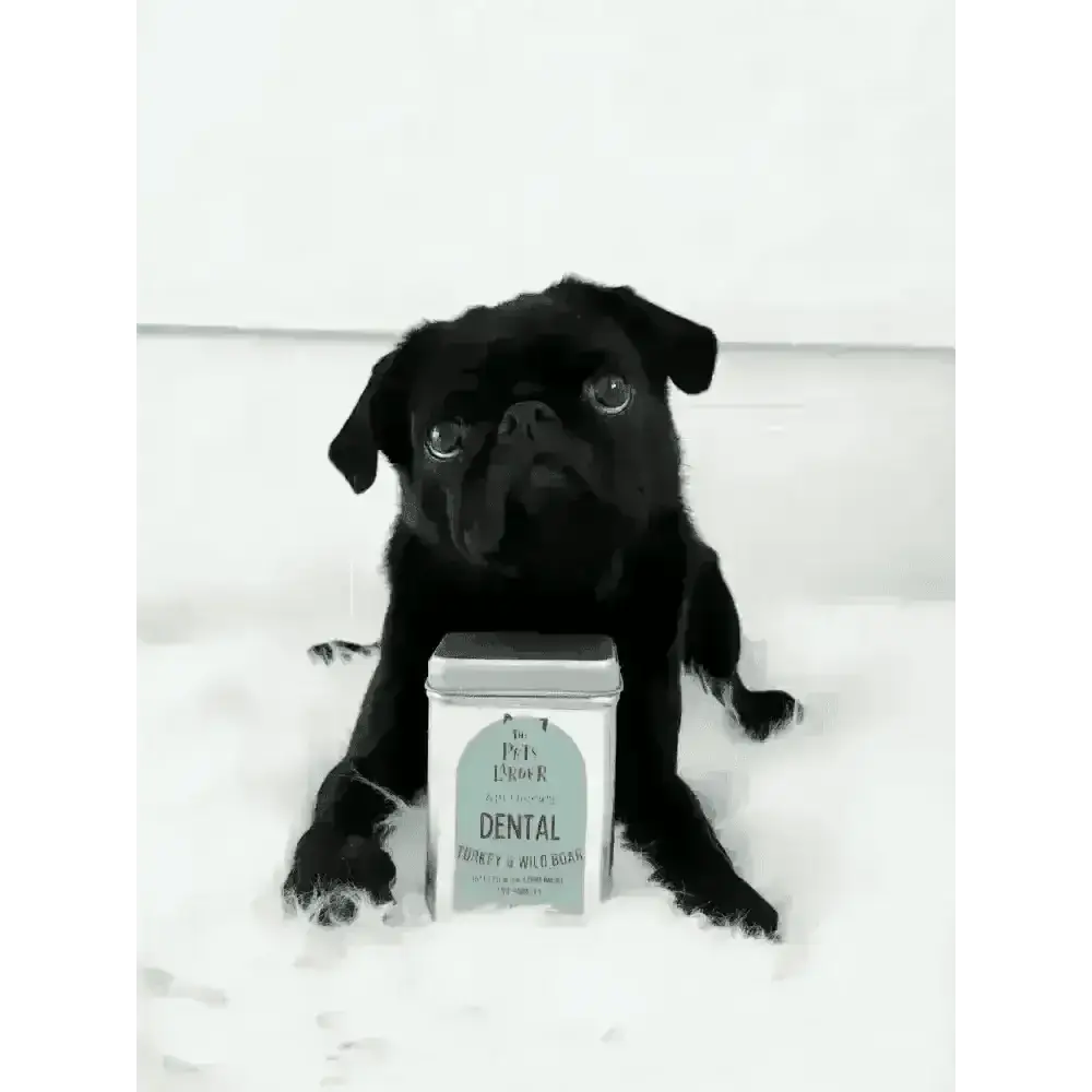 Black pug sitting beside a tin of turkey and wild boar treats