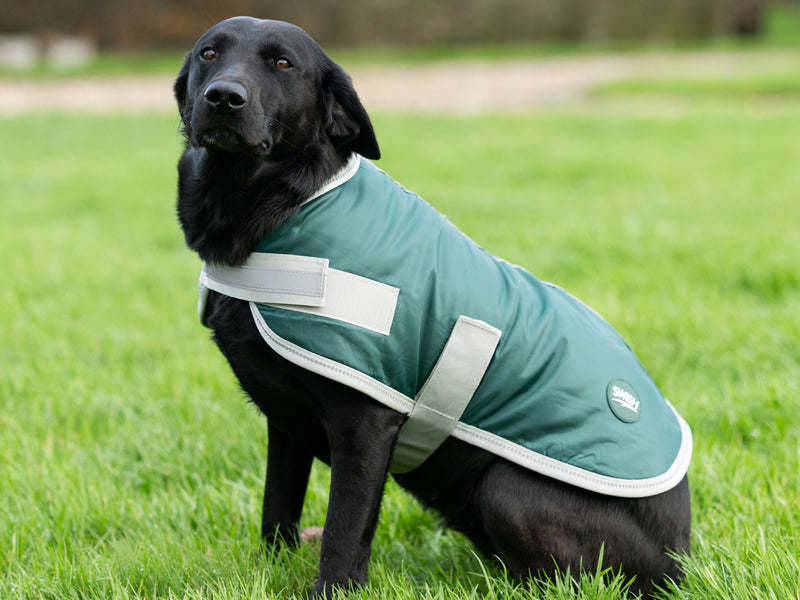 Classic Waterproof Dog Coat with Reflective Strips – Hunter Green