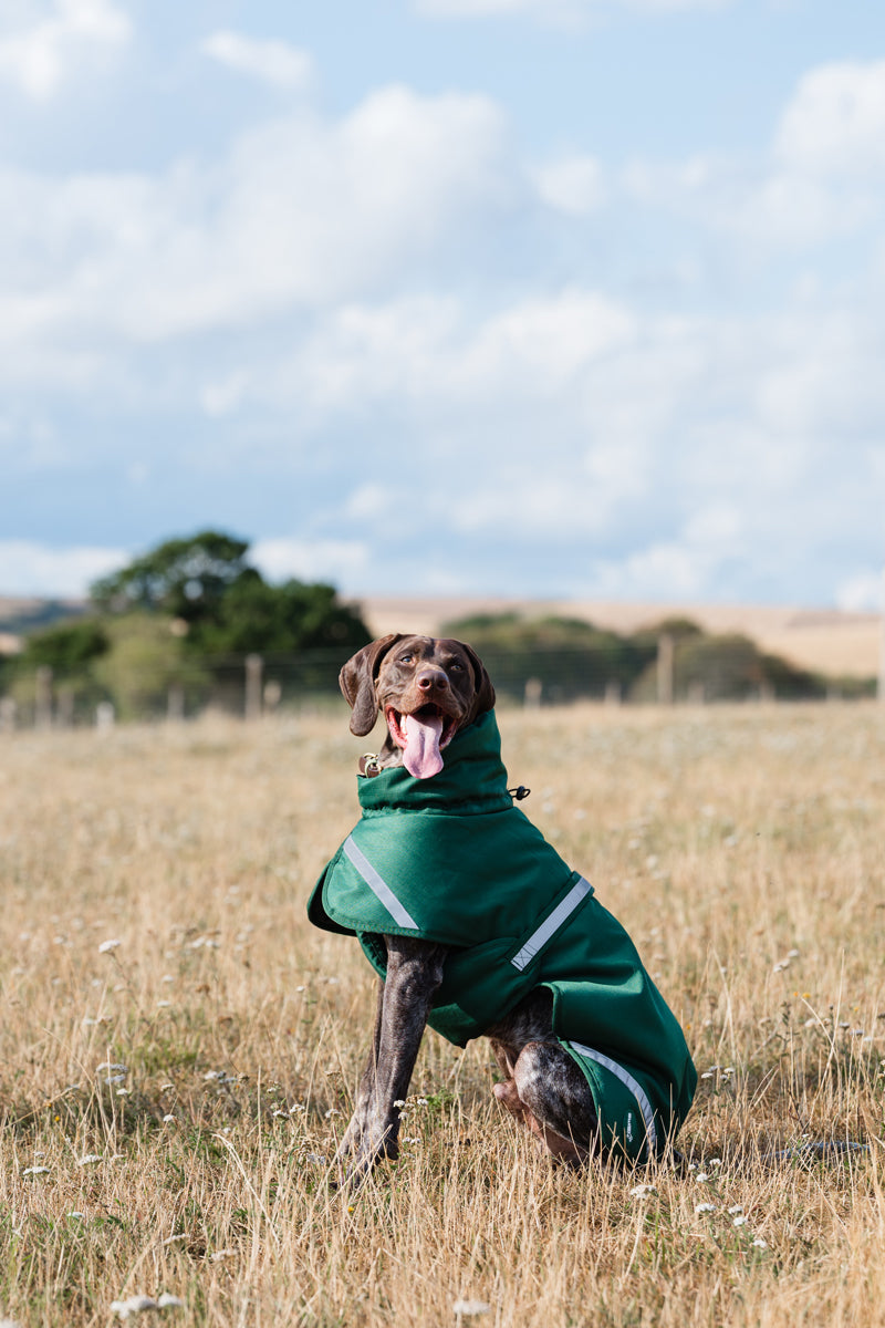 Luxe Waterproof Winter Dog Coat – Warm Padded Jacket, Hunter Green