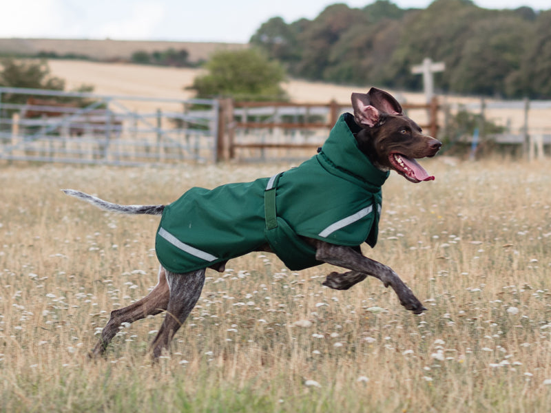Luxe Waterproof Winter Dog Coat – Warm Padded Jacket, Hunter Green