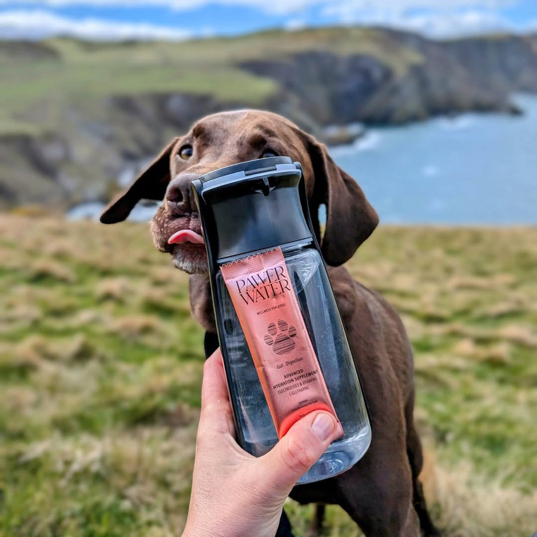 Chocolate Labrador drinking from a water bottle holding a coral stick, sea cliffs behind