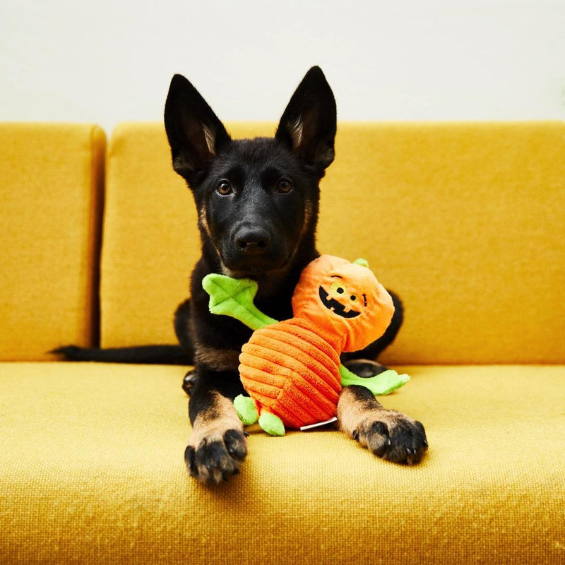 Black German Shepherd puppy lying on a yellow sofa with the Halloween pumpkin plush toy