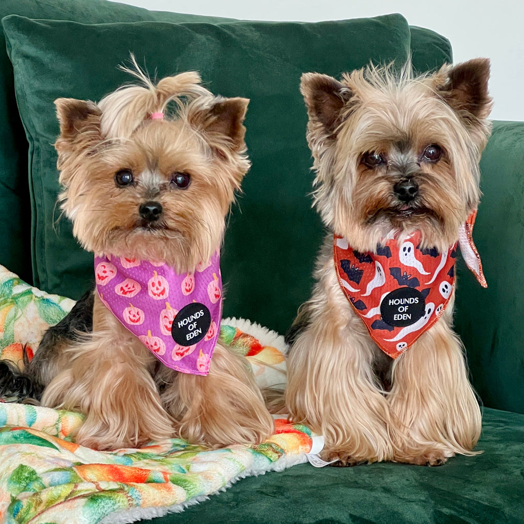 Orange Halloween pet bandana
