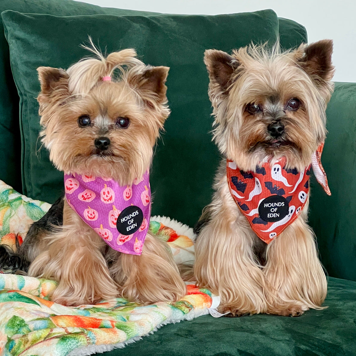 Orange Halloween pet bandana