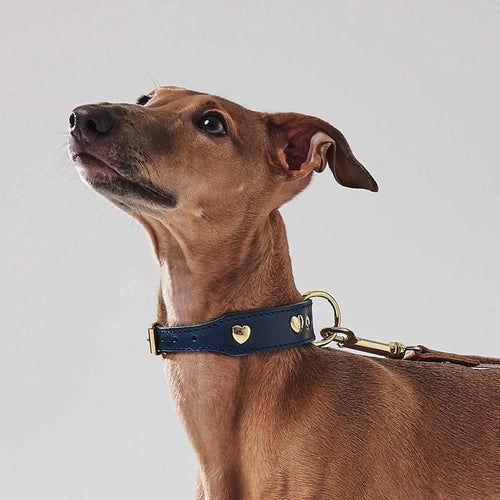 Italian greyhound in a navy leather collar with gold heart studs and lead attached