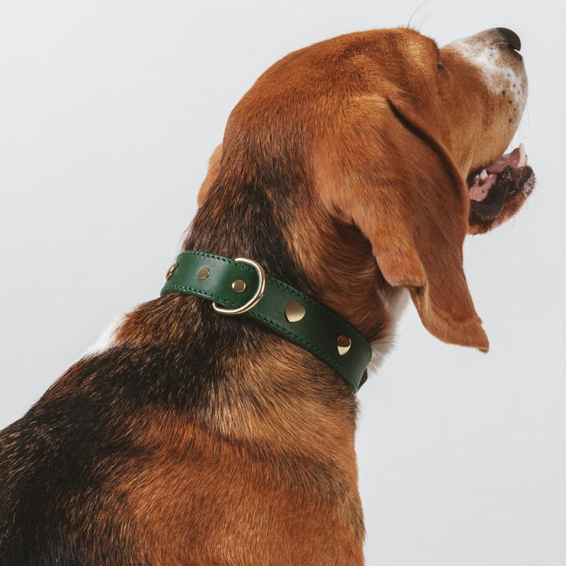 Beagle wearing a green leather collar with gold heart studs