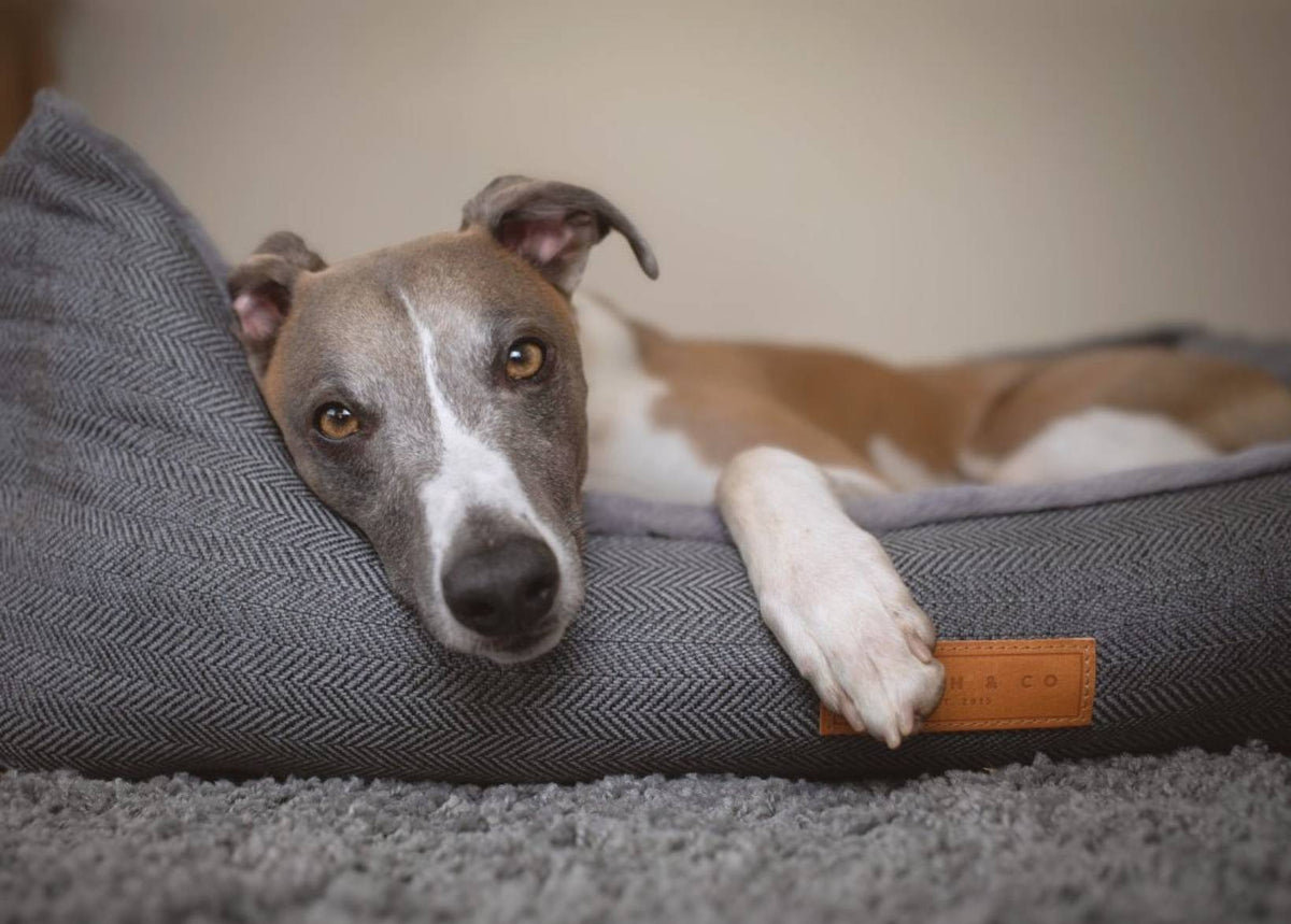 Balmoral Grey Herringbone Bolster Dog Bed – Ralph & Co Nest Bed