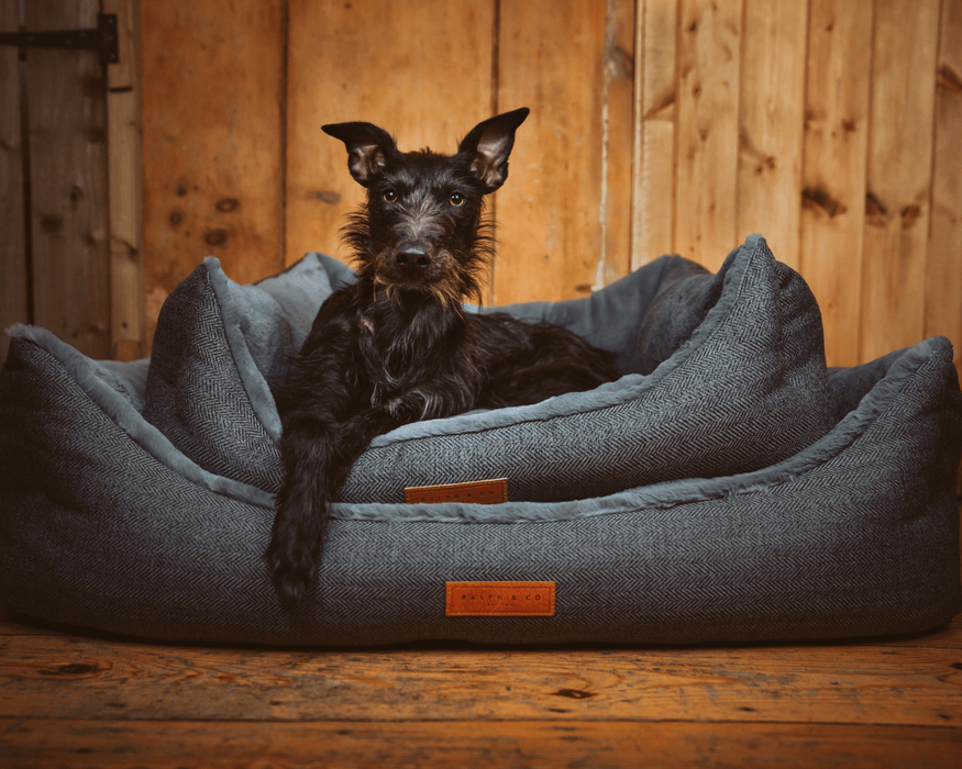 Black scruffy terrier sitting in the Balmoral grey bed on a wooden floor