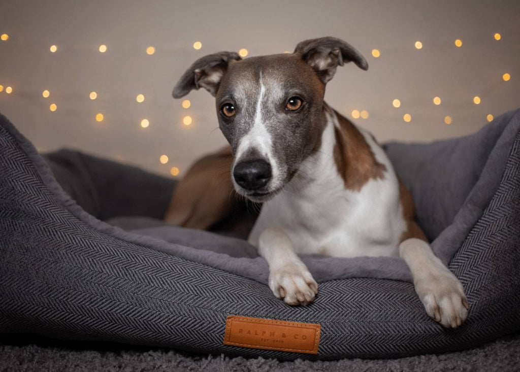 Brown and white Lurcher lying in the Balmoral grey bed with fairy lights behind