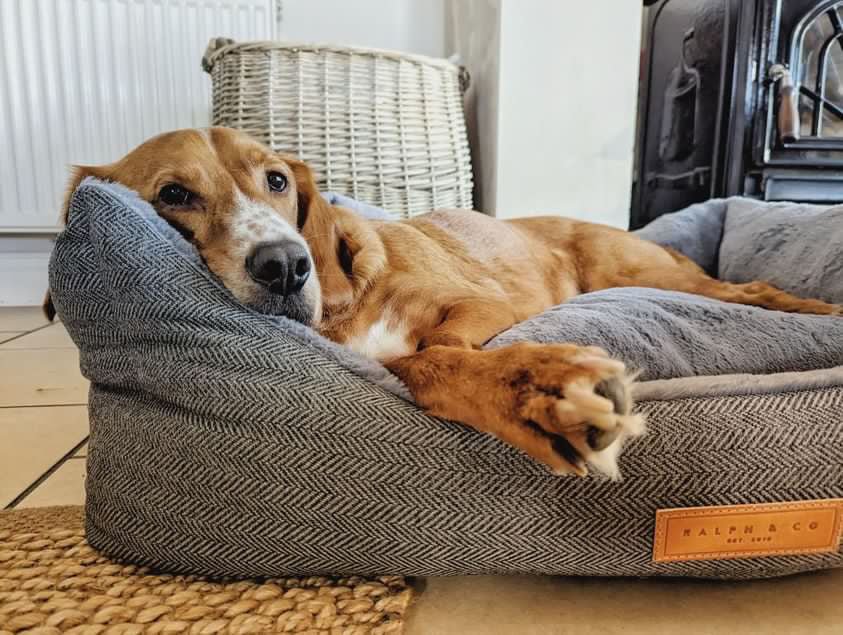 Balmoral Grey Herringbone Bolster Dog Bed – Ralph & Co Nest Bed