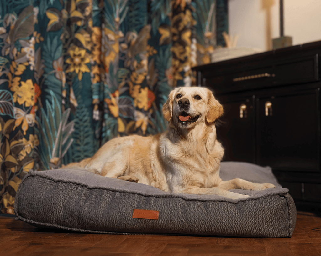 Golden Retriever lying on the Balmoral grey herringbone pillow bed by floral curtains