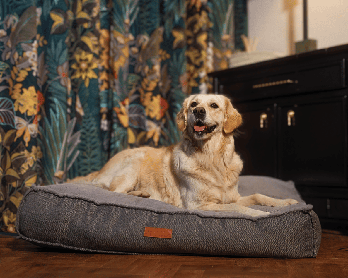 Golden Retriever lying on the Balmoral grey herringbone pillow bed by floral curtains