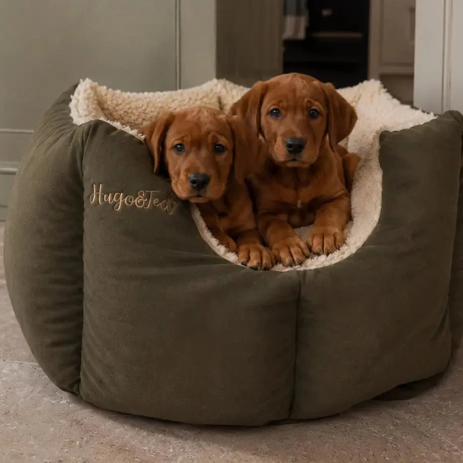 Two red retriever puppies sitting in a khaki Large Waterproof Fortress Dog Bed at home