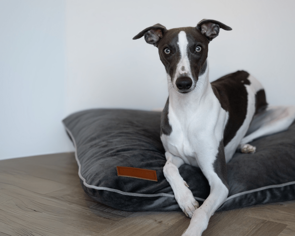 Black and white Whippet sitting on the grey Ralph & Co memory foam crate mattress