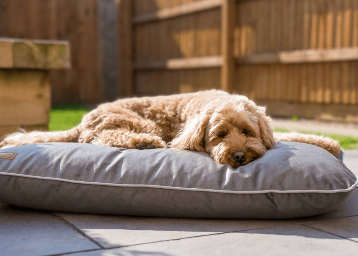 Apricot Cockapoo asleep on the grey memory foam crate mattress on a sunny patio