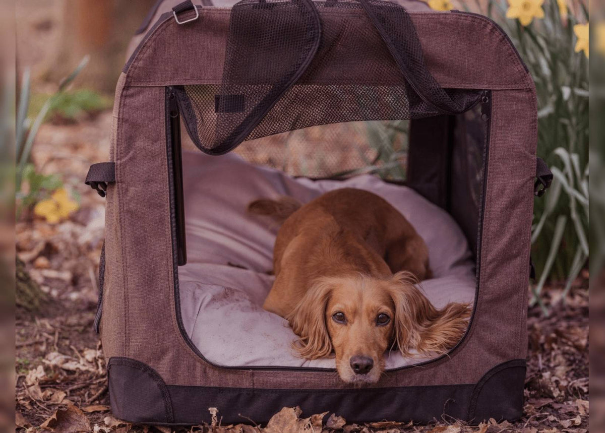 Golden Cocker Spaniel lying on the pink memory foam crate mattress inside a brown fabric dog crate