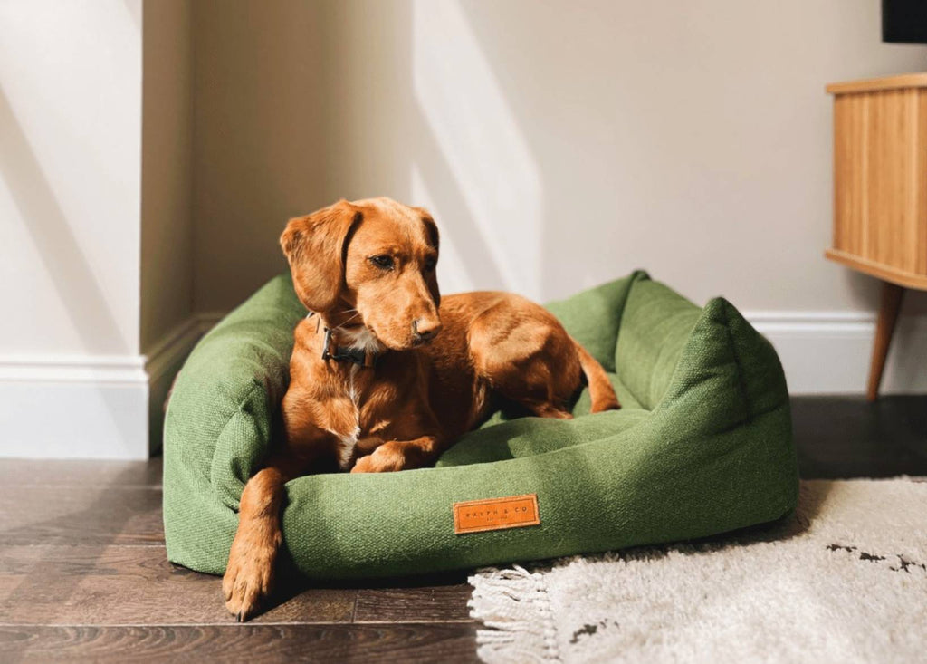 Fox red Labrador puppy lying in the Richmond green bolster bed