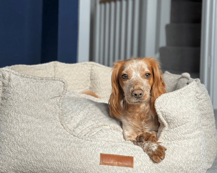 Golden Cocker Spaniel resting its paws on the edge of the Cotswold bouclé bed