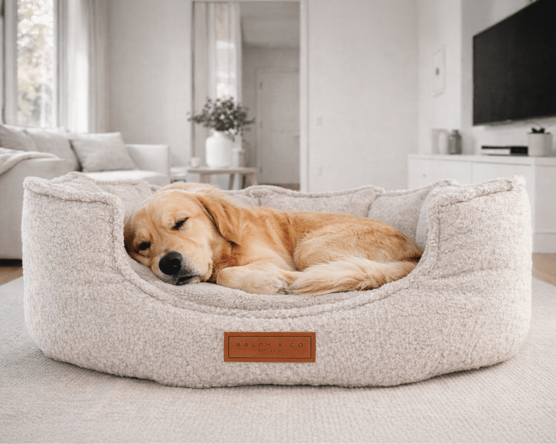 Golden Retriever asleep in the Cotswold oatmeal bouclé bed in a bright living room