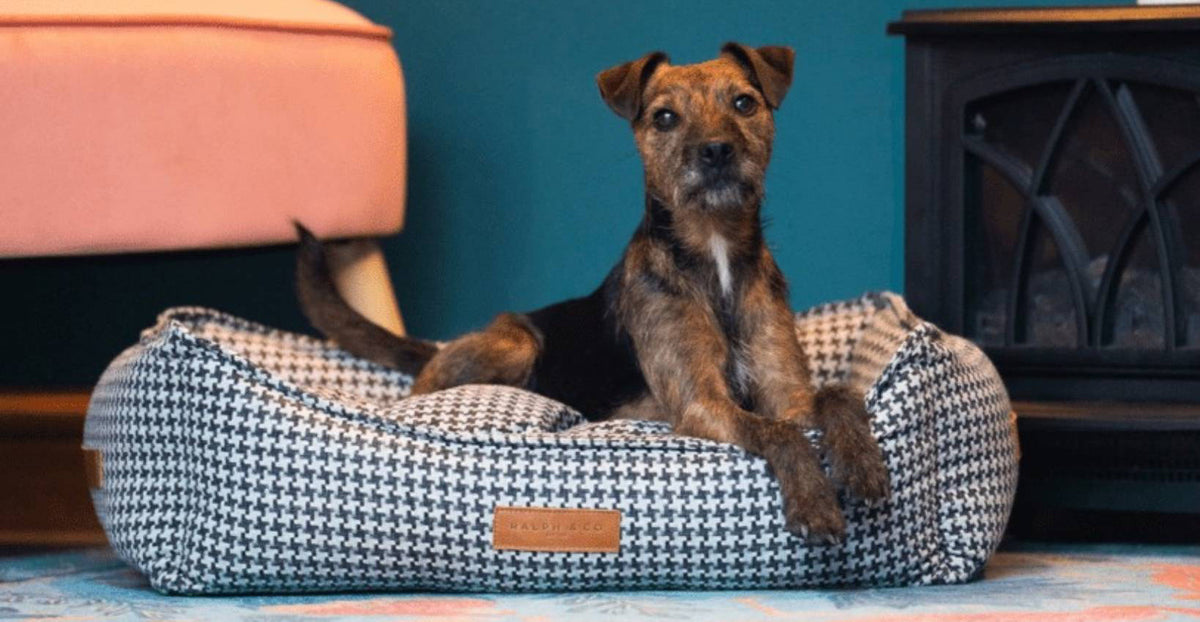 Border Terrier lying in the Kensington houndstooth bolster bed by a fireplace