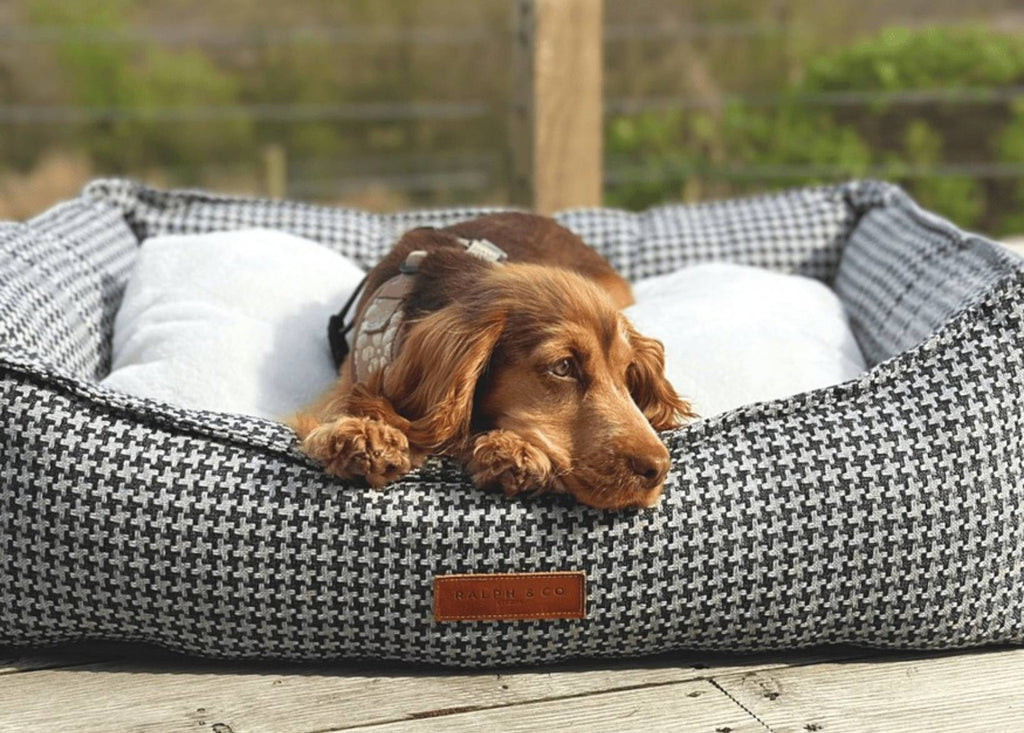 Golden Cocker Spaniel resting its chin on the Kensington houndstooth bed outdoors