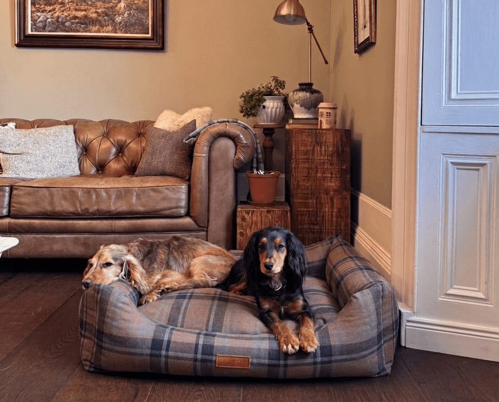 Golden and black-and-tan spaniels lying together in the Marlow tartan bed in a living room