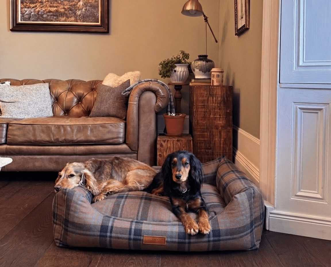 Golden and black-and-tan spaniels lying together in the Marlow tartan bed in a living room