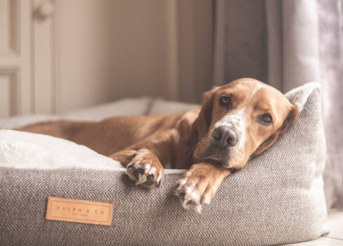Lincoln Luxury Tweed Bolster Dog Bed – Ralph & Co Faux Fur Nest Bed