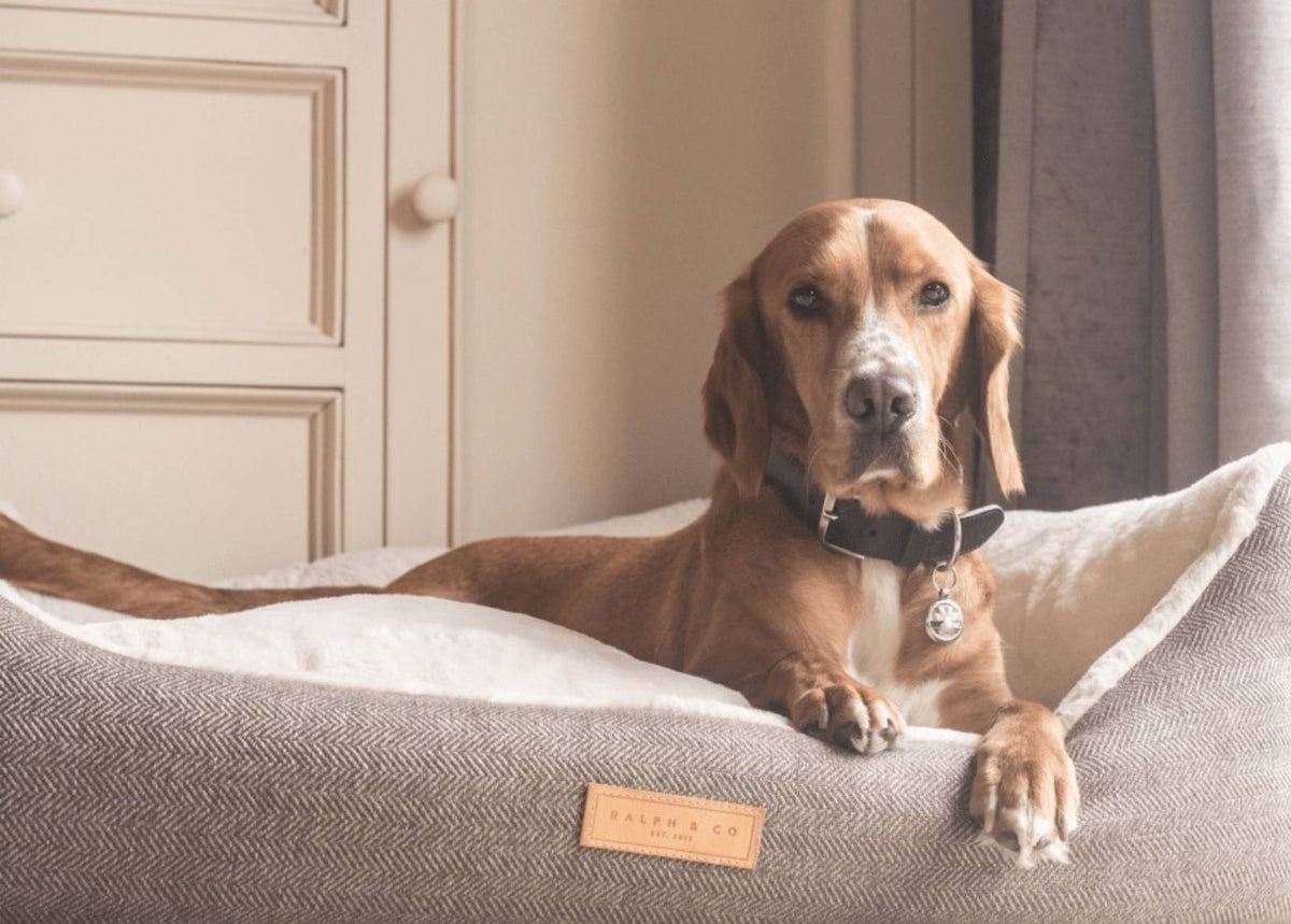 Red hound-type dog leaning on the side of the Lincoln tweed bolster bed