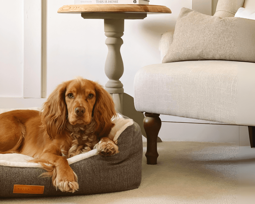 Golden Cocker Spaniel lying in the Lincoln tweed bed next to an armchair