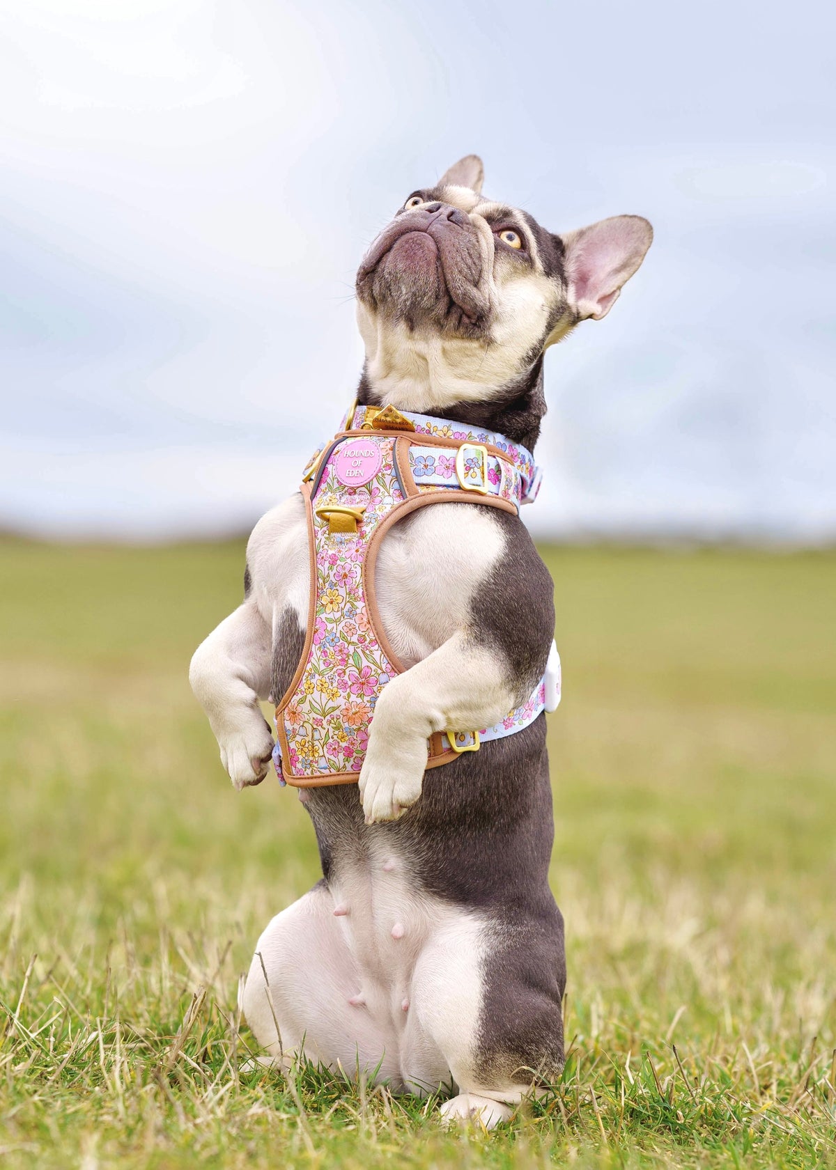French bulldog standing on its hind legs in a field wearing the pastel floral harness