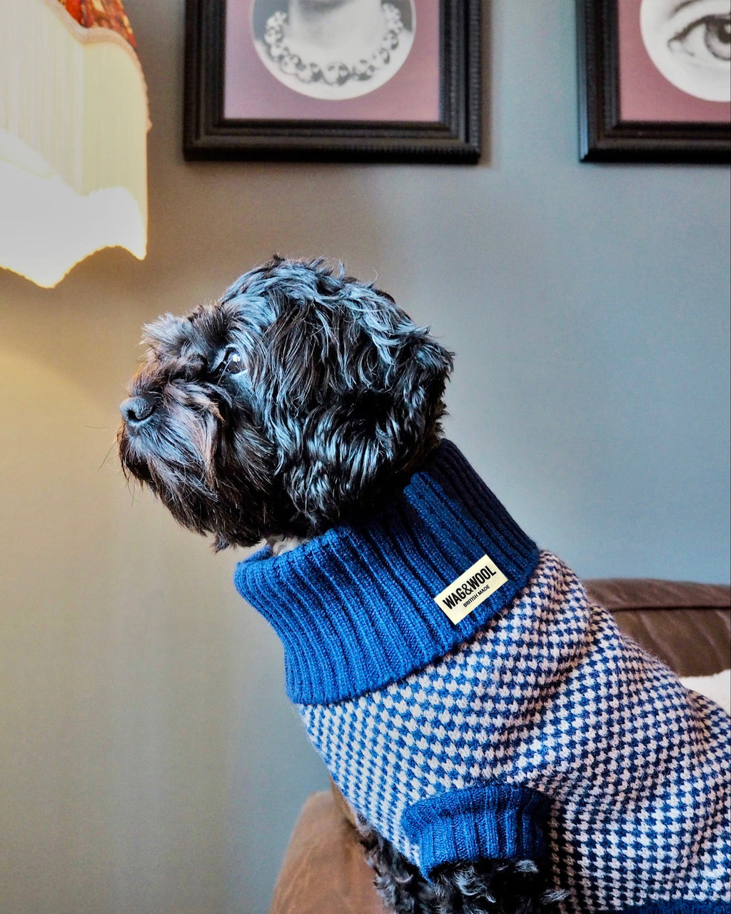 Black curly dog in a blue check merino jumper indoors