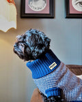 Black curly dog in a blue check merino jumper indoors