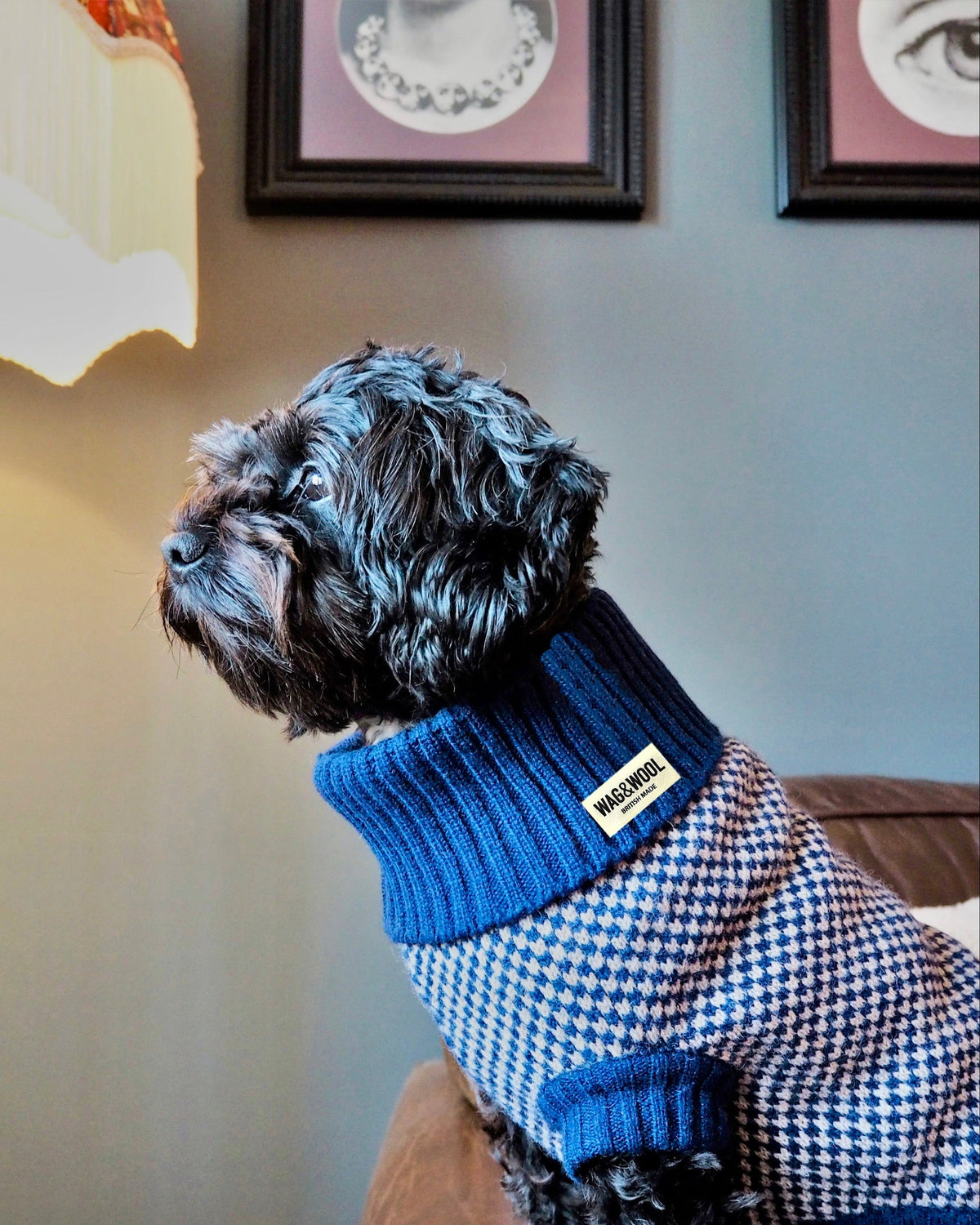 Black curly dog in a blue check merino jumper indoors