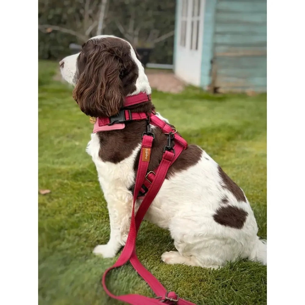 Springer spaniel wearing a cerise harness clipped to the Multi-Way Waterproof Dog Lead