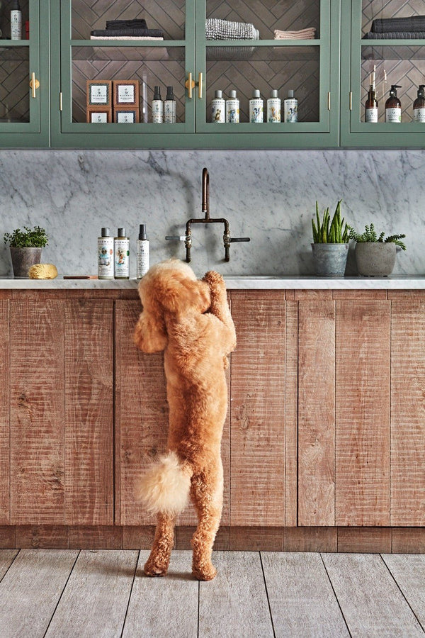 Apricot poodle standing on hind legs at a wooden counter with WildWash bottles beside the sink