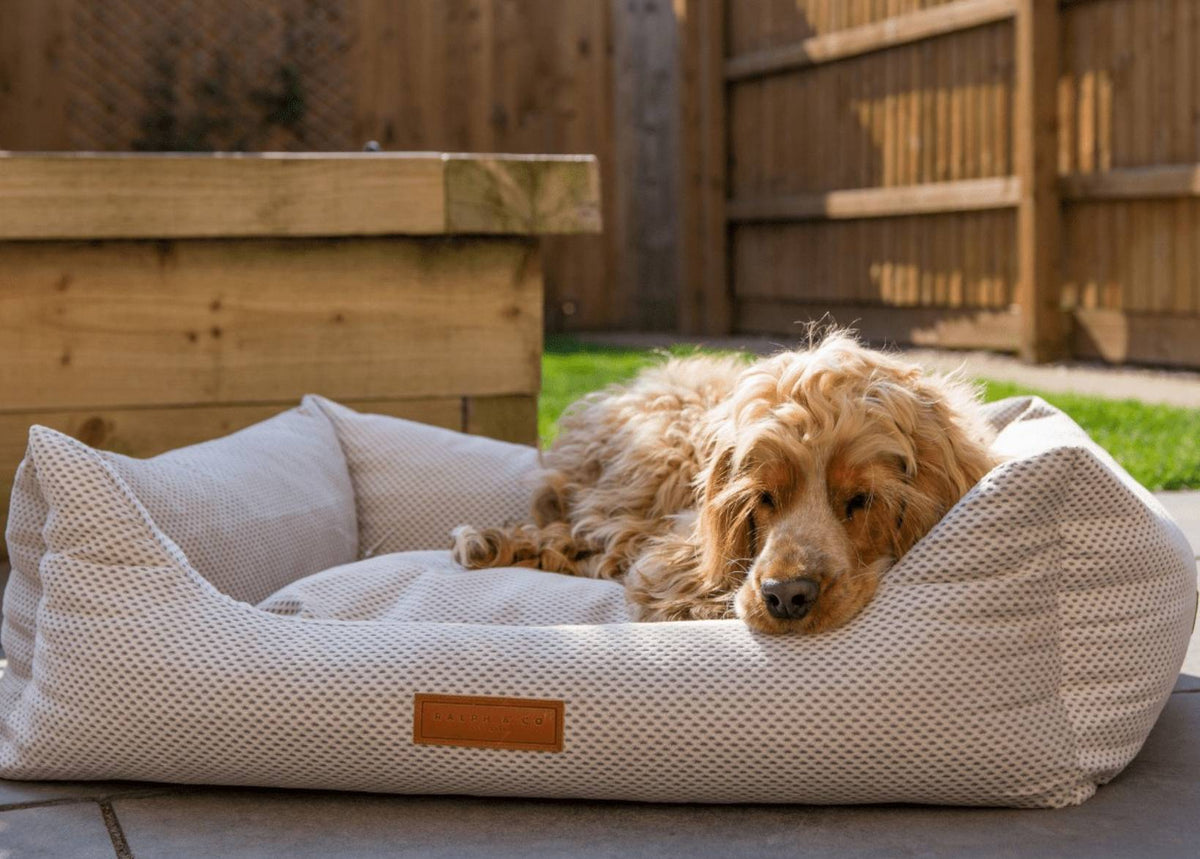 Golden Cocker Spaniel dozing in the Chatsworth beige bed on a sunny patio