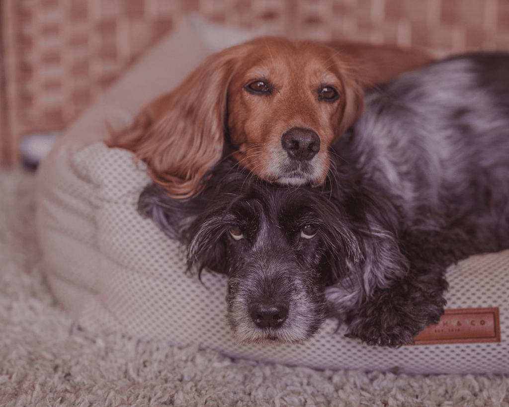 Chatsworth Memory Foam Bolster Dog Bed – Ralph & Co Beige Nest Bed