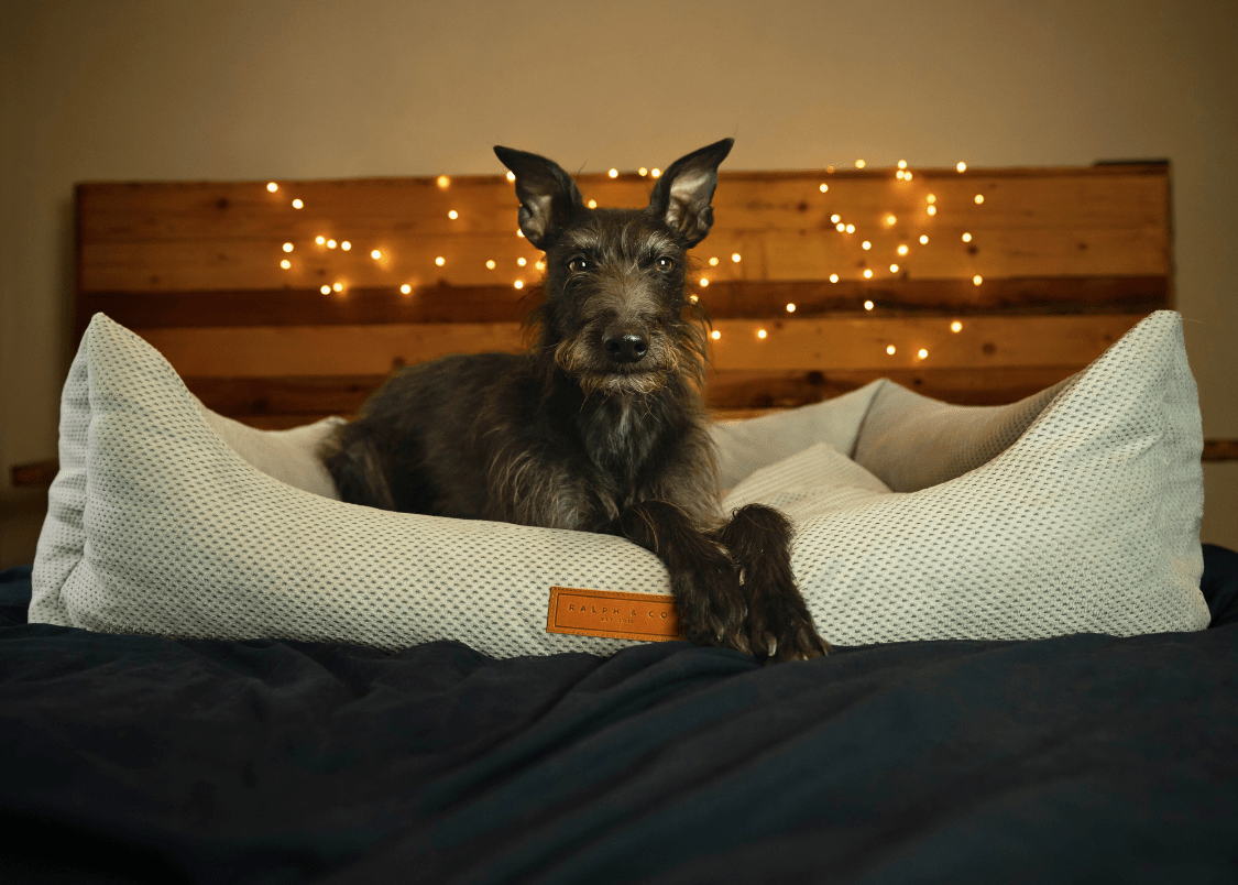 Dark scruffy terrier lying in a Highclere bed on a bed with fairy lights behind