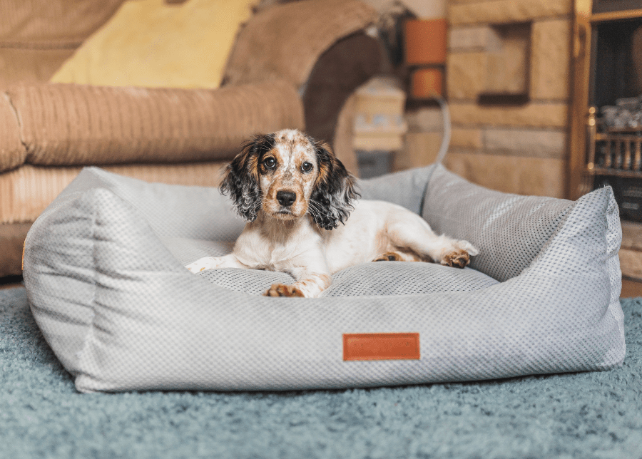 Black and white spaniel puppy lying in the Highclere grey bed on a blue rug