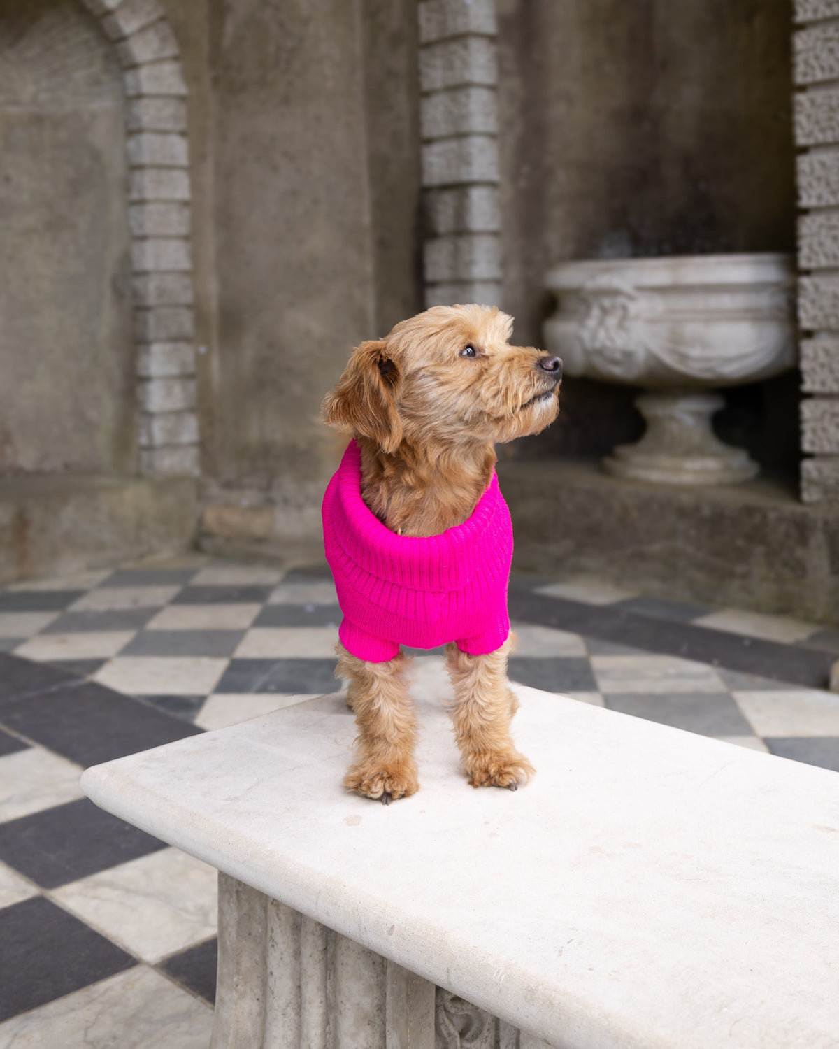 Golden dog in a fandango pink wool jumper standing on a bench