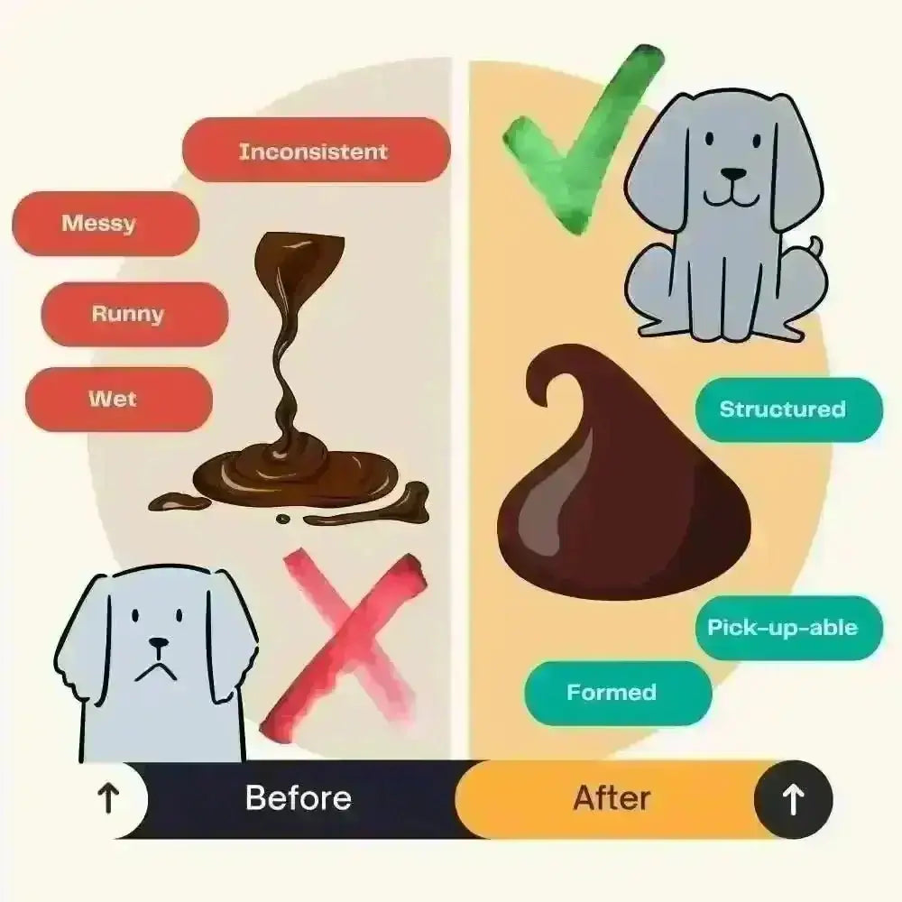 Illustrated before and after cartoon graphic with two dogs