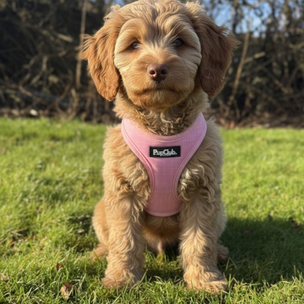 Fluffy cockapoo puppy wearing the Pink Puppy Step-In Harness on sunny grass