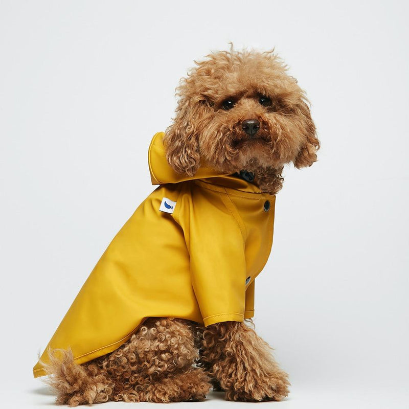 Apricot toy poodle in a yellow hooded dog raincoat, side view on white